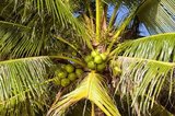 The coconut palm, or Cocos nucifera, is valued not just for its beauty, but also as a lucrative cash crop. Cultivated throughout the South Seas and Indian Ocean regions, it provides food, drink, shelter, transport, fuel, medicine, and even clothing for millions of people.<br/><br/>

The coconut palm lives for around 60 years, and produces around 70-80 nuts annually. The trees are sometimes 40-50 meters (130-160 feet) high.