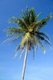 Thailand: Coconut palm, Hat Hin Ngam, Nakhon Si Thammarat Province