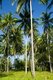 Thailand: Coconut palm grove, Hat Hin Ngam, Nakhon Si Thammarat Province