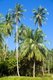 Thailand: Coconut palm, Hat Nai Phlao, Nakhon Si Thammarat Province