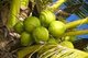 Thailand:  Ripe coconuts, Ao Taling Ngam, Ko Samui