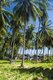 Thailand: Coconut palms and vegetable field, Hat Wa Kaw, Prachuap Khiri Khan Province
