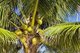 Thailand: Coconut palm, Hat Sai Ri, Ko Tao,